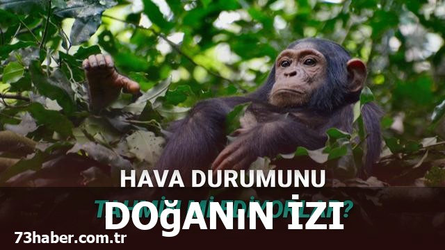 Şempanzeler hava durumunu nasıl tahmin ediyor?