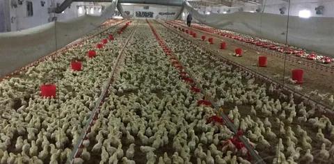 Cumhurbaşkanı Kararı ile yumurta ihracatına nefes: 1,5 dolarlık DFİF kesintisi tarih oldu
