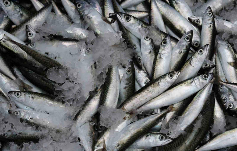 Sardalya: Gençliği Koruyan Superfood