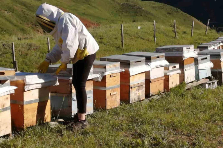 Tunceli Arıcı Yetiştiricileri Birliği, yeni sezon bal alım fiyatlarını açıkladı