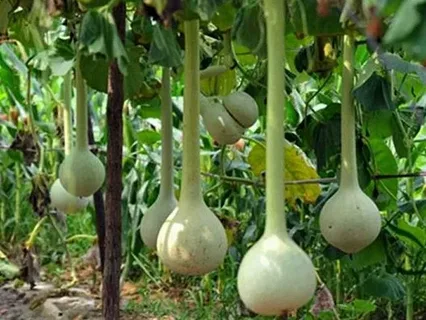 Rüyada Kabak Görmenin Sembolik Yorumu ve Anlamı