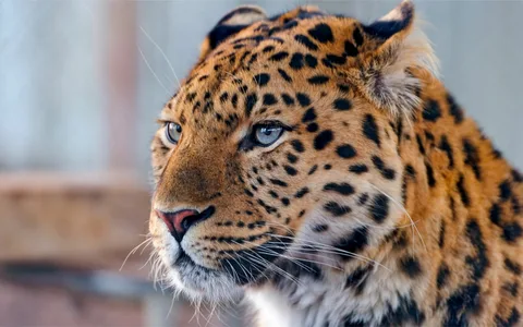 Rüyada Leopar Görmenin Sembolik Yorumu ve Anlamı