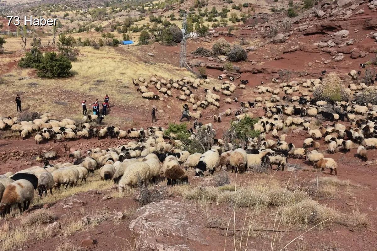Şırnak'ta küçükbaş hayvanların sağlık kontrolleri yapıldı.