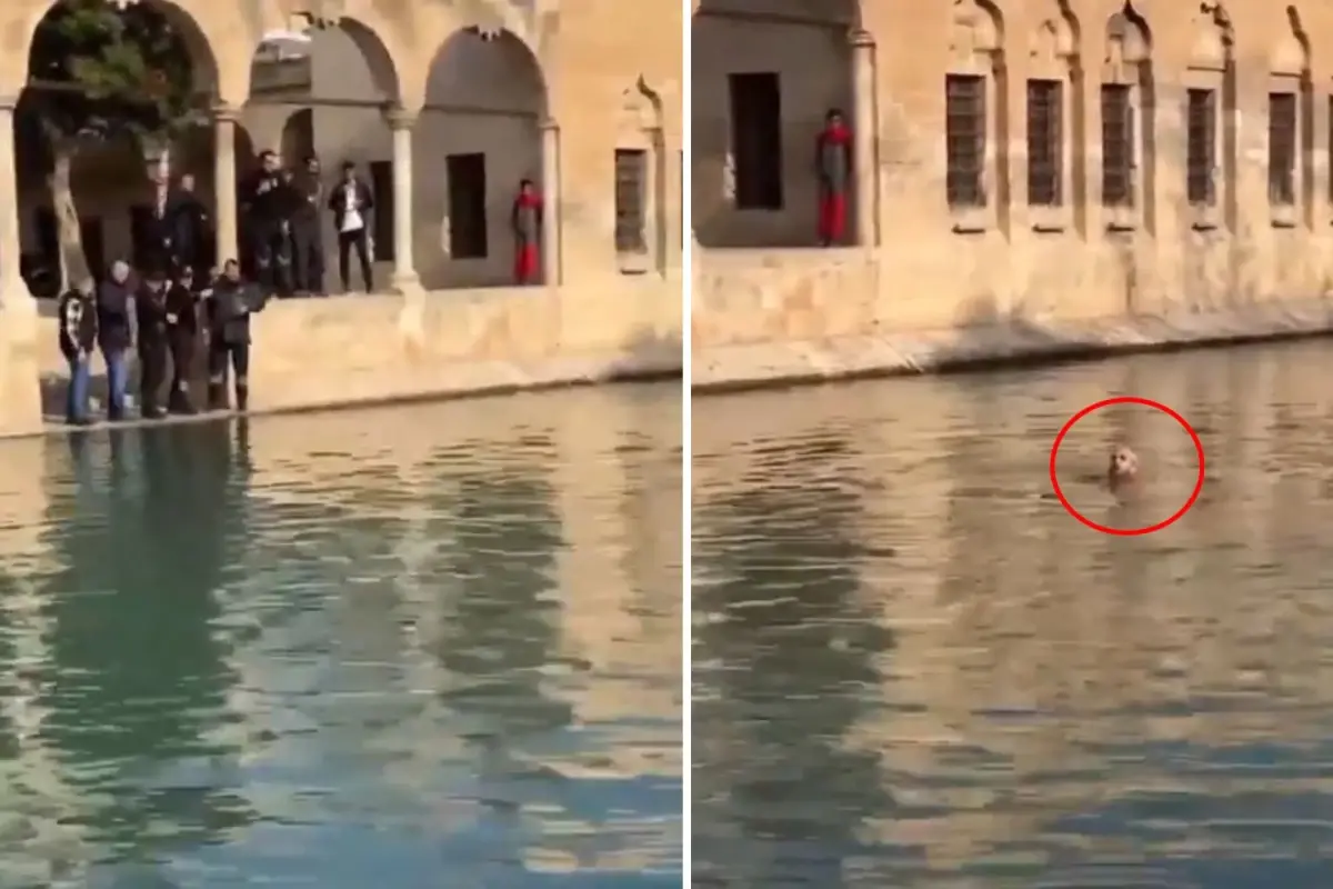 Balıklıgöl'e atlayan genç! O esnada dudaklarından sadece  tek cümle döküldü