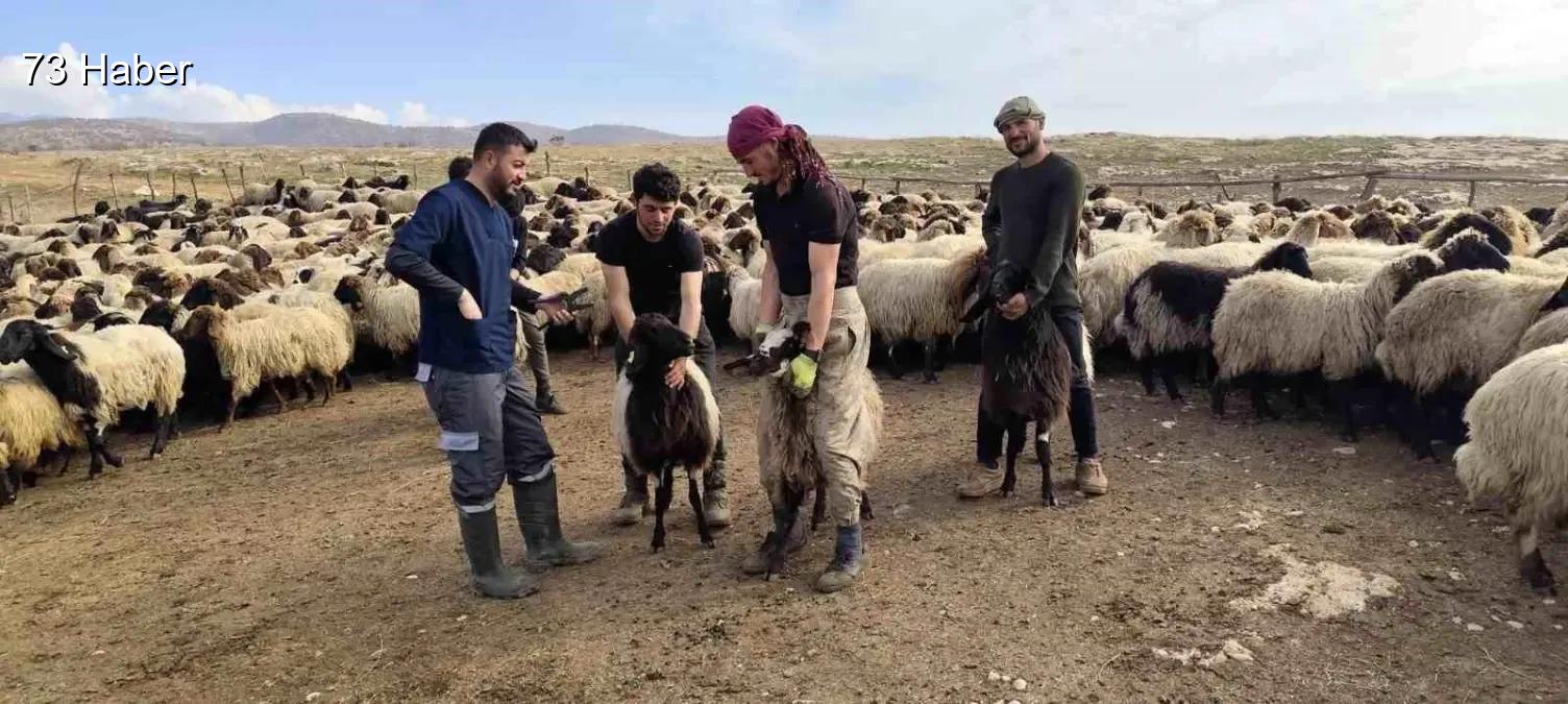 Şırnak'ta Şırnak&amp;apos;ta hayvancılığa 2025&amp;apos;te güçlü dokunuş