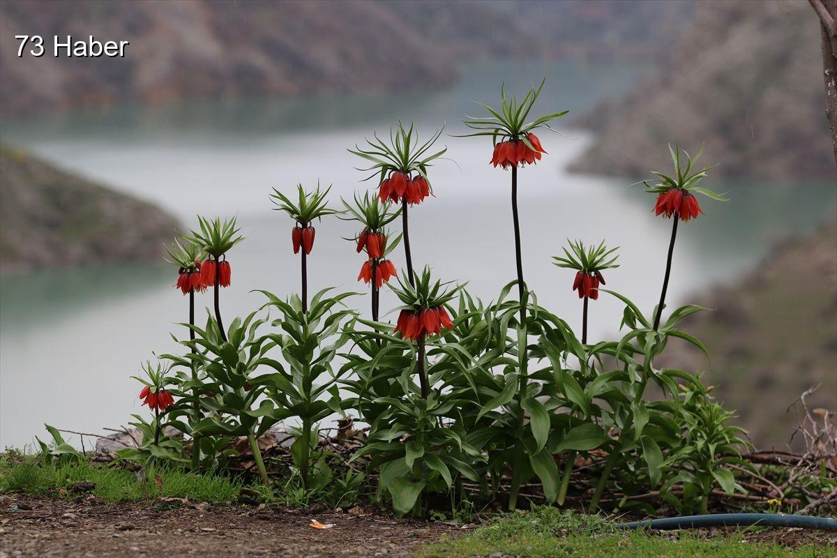 Şırnak'ın Uludere ilçesinde Şırnak&amp;apos;ta açan ters laleler doğayı renklendirdi