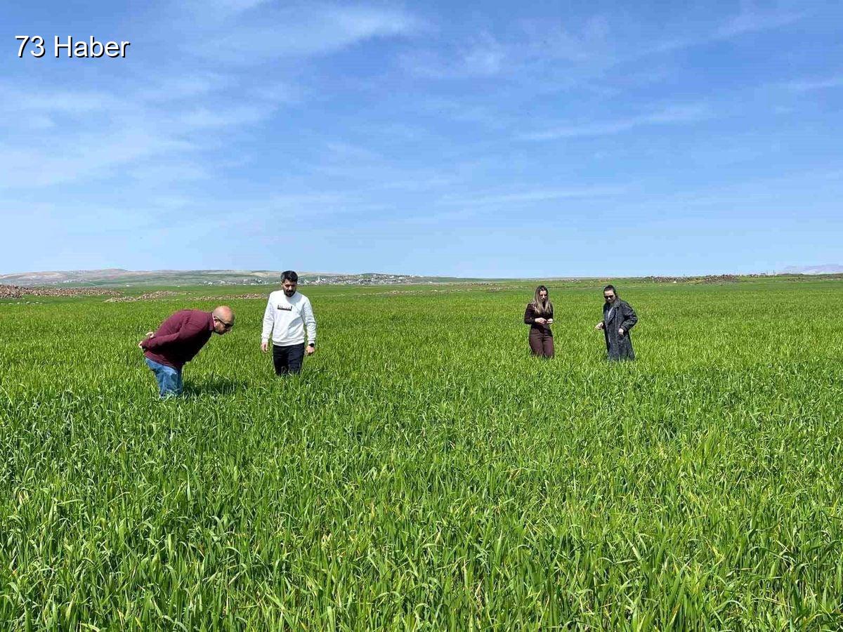 Şırnak'ın Cizre ilçesinde Cizre&amp;apos;de tarlalarda &amp;apos;süne&amp;apos; mesaisi