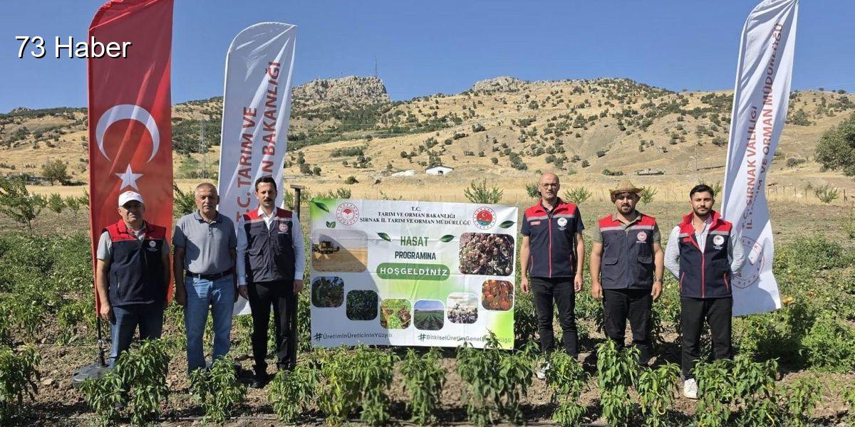 Şırnak'ta Şırnak&amp;apos;ta TAKE Projesiyle Sebze Hasadı