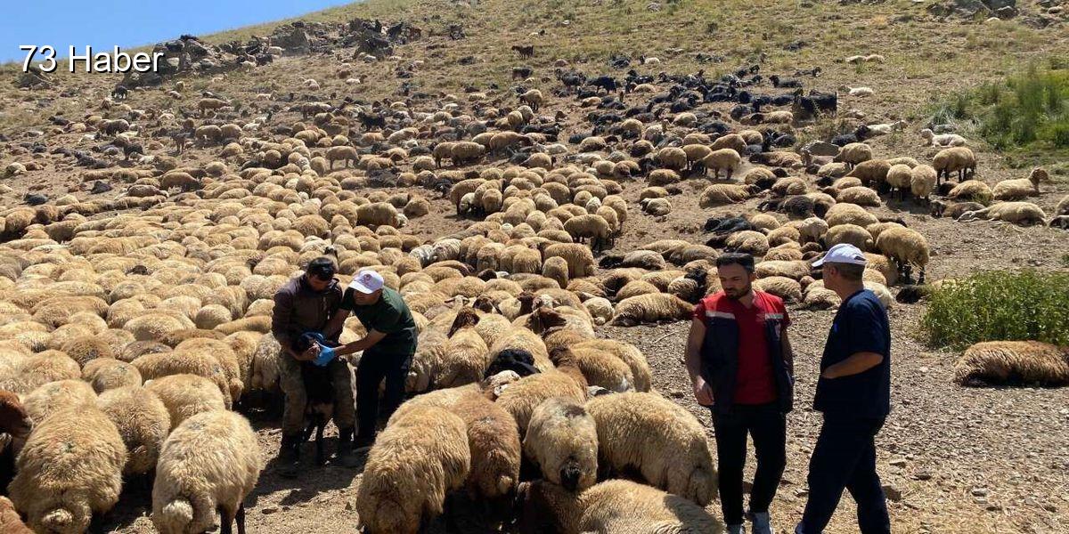 Şırnak'ta Şırnak&amp;apos;ta yaylalarda hayvan sağlığı için saha çalışmaları sürüyor