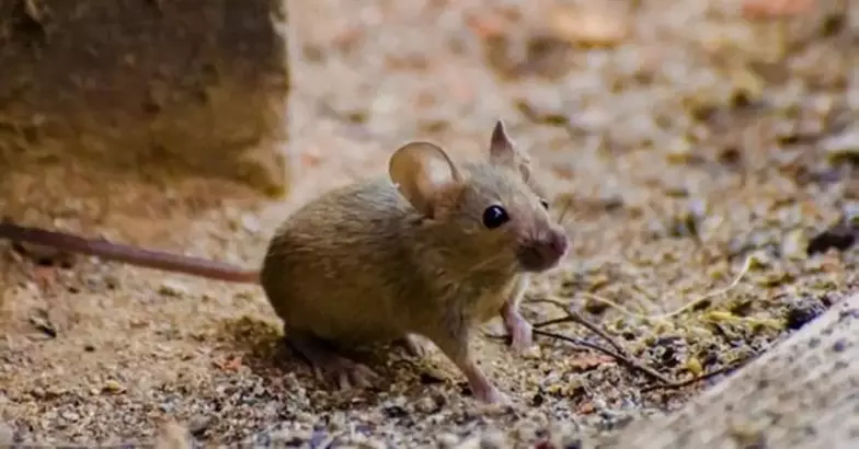 Rüyada Fare Yavrusu Görmek: Küçük Sorunlar, Gizli Tehlikeler ve Yaklaşan Gelişmeler mi?