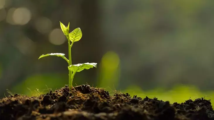 Rüyada Fidan Görmek: Umut, Yeni Başlangıçlar ve Bereketin Habercisi mi?