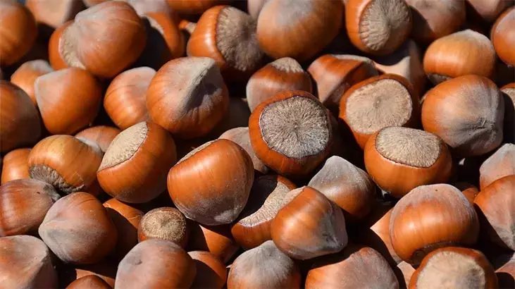 Rüyada Fındık Görmek Ne Anlama Gelir?