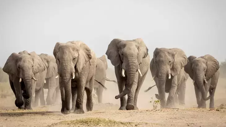 Rüyada Fil Görmek Ne Anlama Gelir? Güç ve Bereketin Sembolü