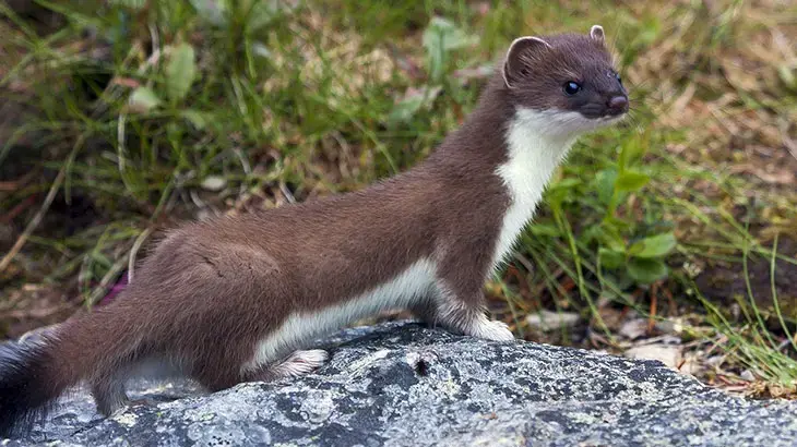 Rüyada Gelincik Görmek Ne Anlama Gelir?