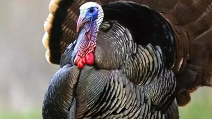 Rüyada Hindi Görmek Neyi Simgeler?