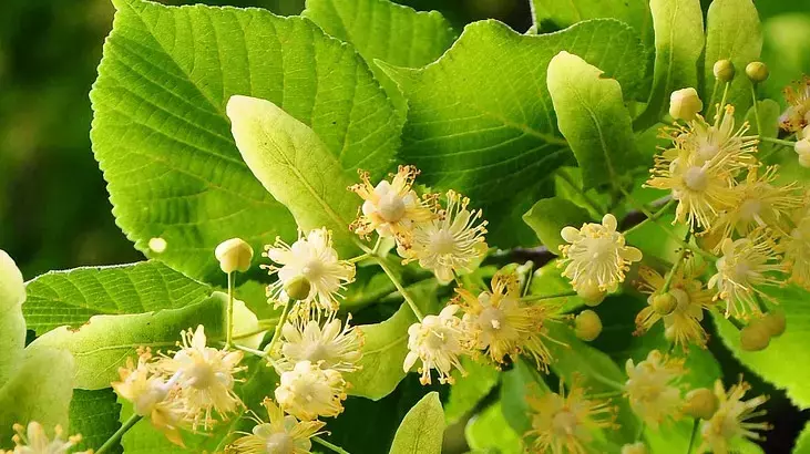 Rüyada Ihlamur Görmenin Yorumu ve Anlamı