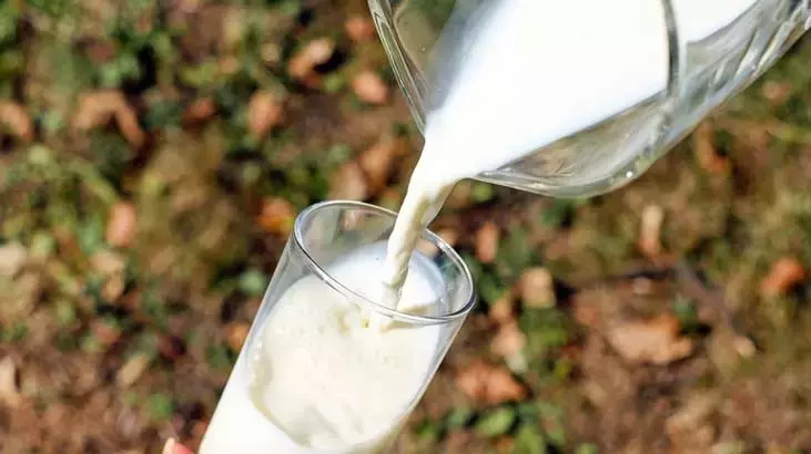 Rüyada İnekten Süt Sağmak Ne Demek? Rüya Yorumu