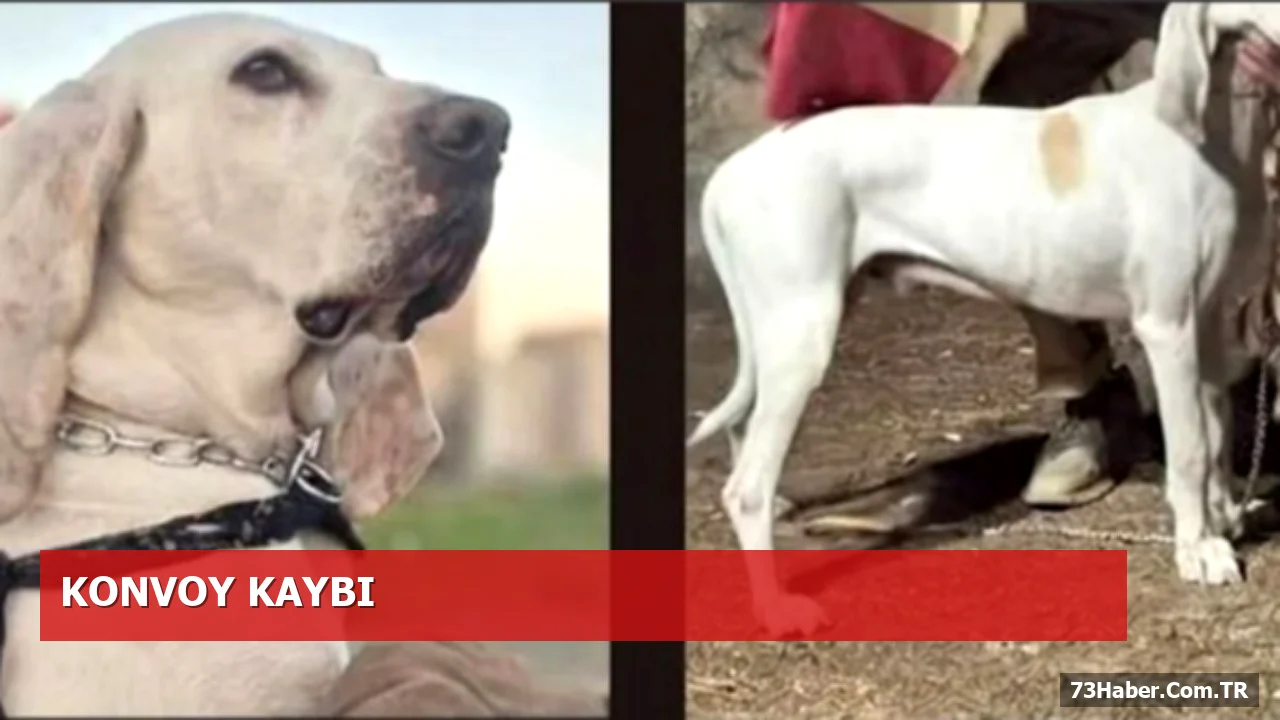 Filistin Konvoyunun Sevimli Üyesi Rocky Silopi’de Kayıp