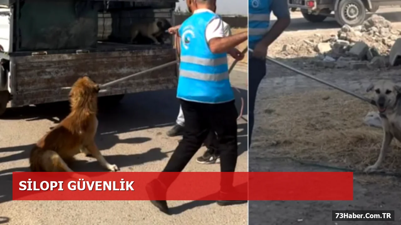 Silopi’de Sokak Köpekleri Toplanıyor: Vatandaş Güvenliği Ön Planda