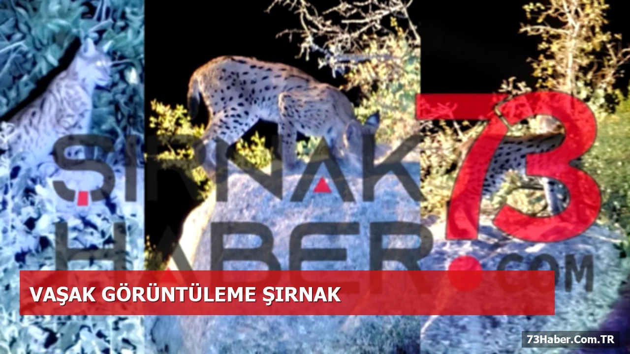 Şırnak Gabar Dağı’nda Nesli Tehlikede Olan Vaşak Görüldü