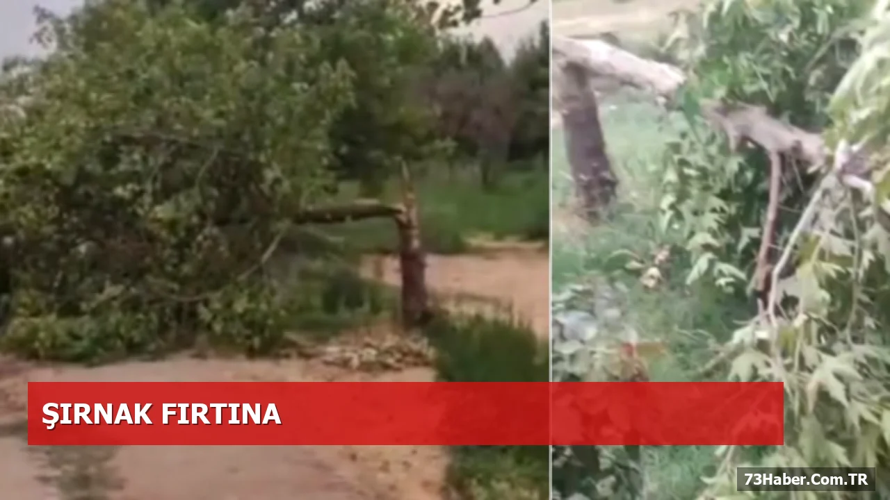 İdil’de Şiddetli Fırtına Çok Sayıda Ağacı Yere Döktü