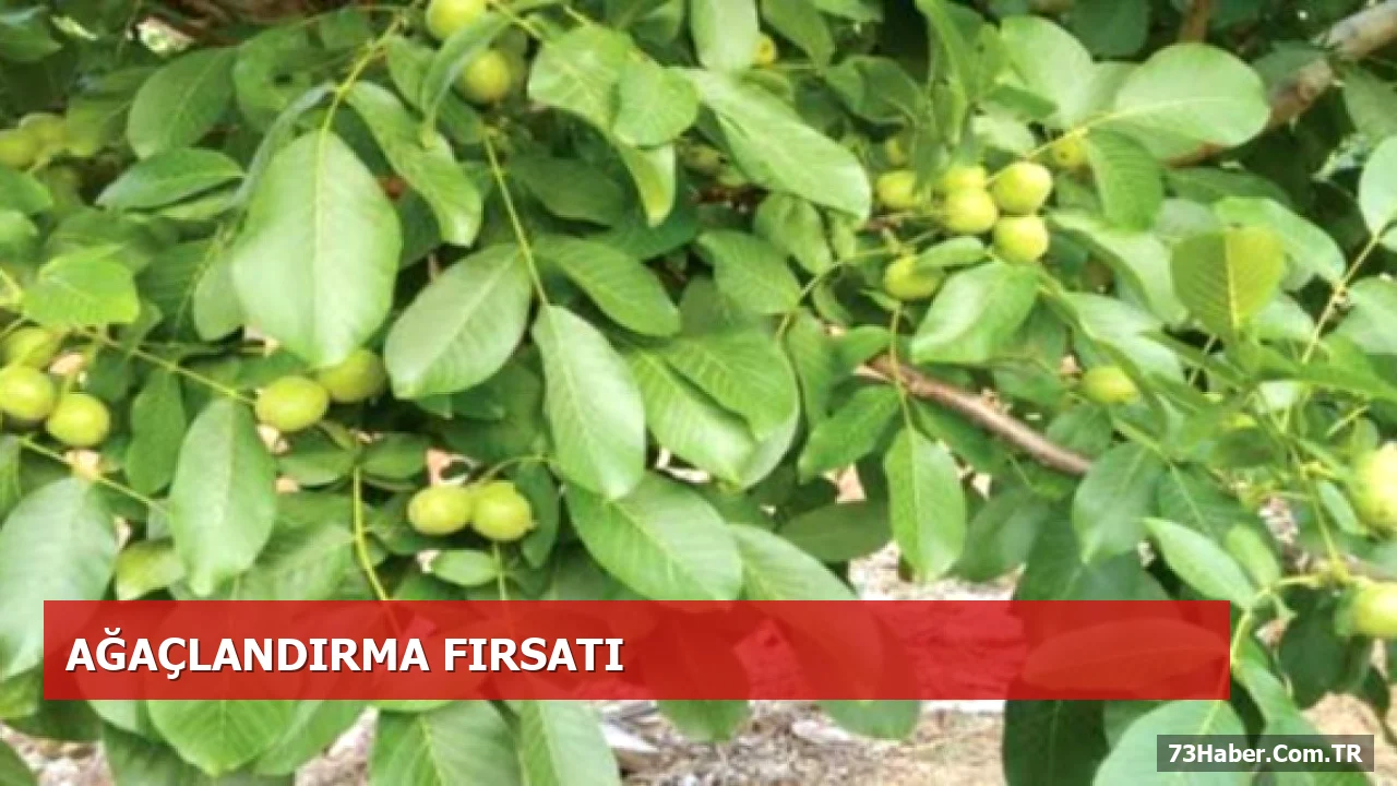 Özel Ağaçlandırma Projesi ile Şırnak’ta Atıl Araziler Değerlendirilecek