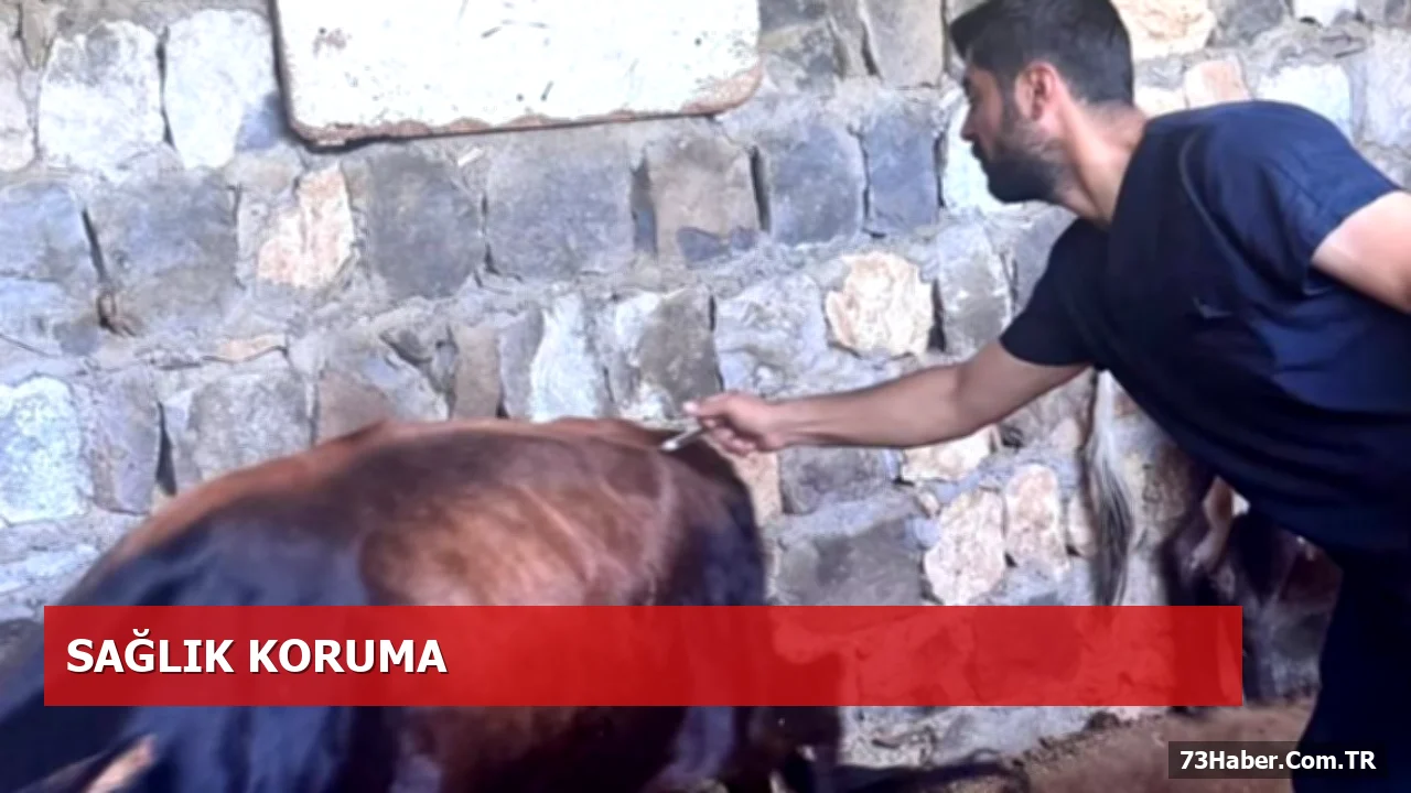 İlçe Tarım ve Orman Müdürlüğü Şap Hastalığına Karşı Aşı Kampanyası Başlattı