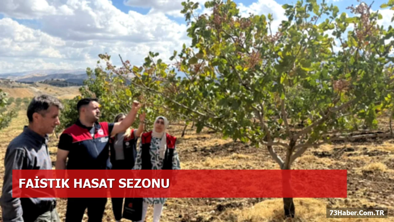 Şırnak’ta Antep Fıstığı Verim Analizi ve Hasat Planlaması
