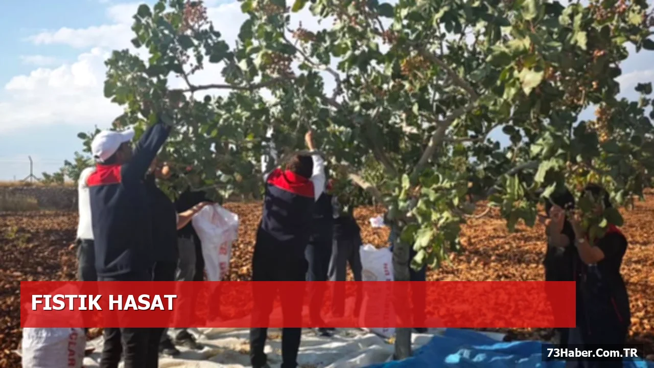 Güçlükonak Boyuncuk Köyü’nde Fıstık Hasadı Gerçekleşti