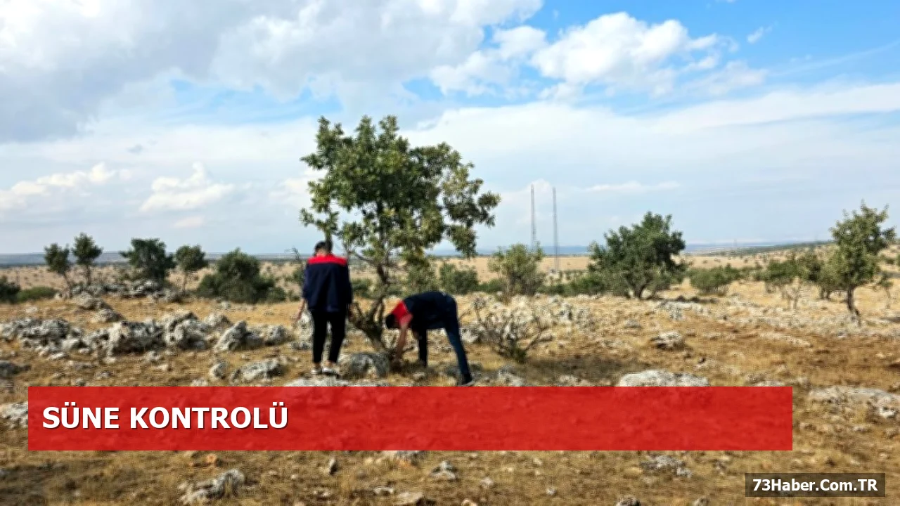 Tarım ve Orman Müdürlüğü’nden Süne Tehdidine Yönelik Arazi Denetimleri
