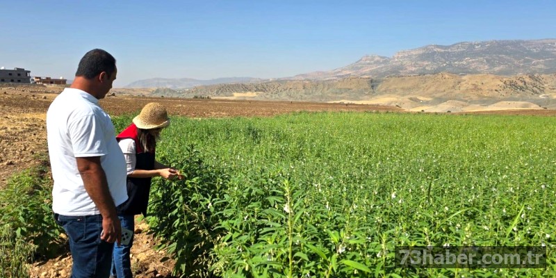 Şırnaklı Çiftçilere Susam Yetiştiriciliği Desteği