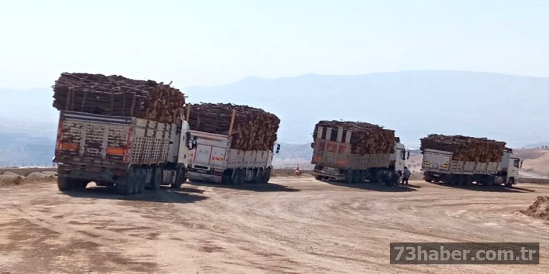 Şırnak'tan Ağaç Kesimine Direniş: Besta'da Kamp!