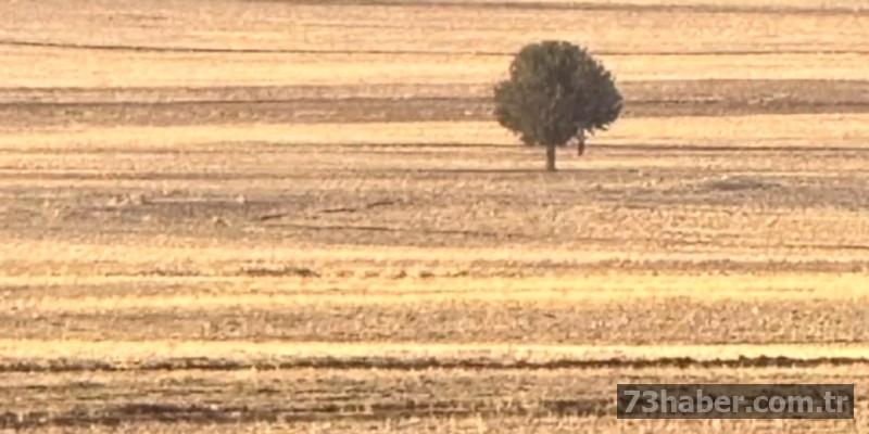 Şırnak'ta Şok Ölüm: Bir Kişi Ağaca Asılı Bulundu