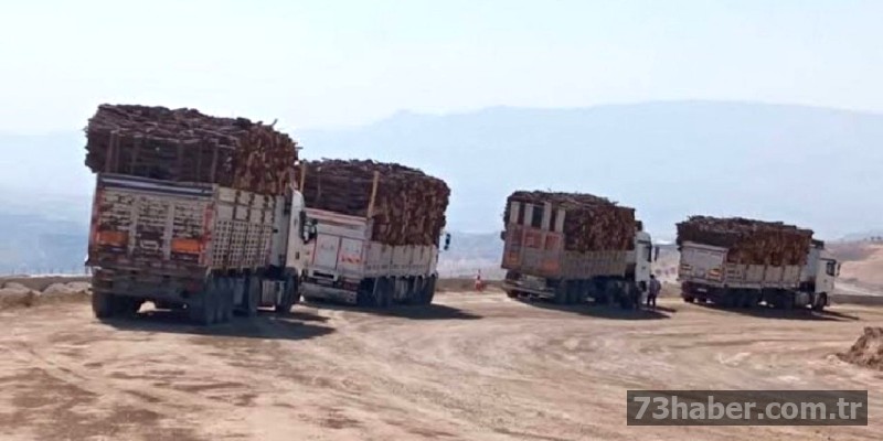 Şırnak'ta İzinsiz Ağaç Kesenlere Ceza Şoku