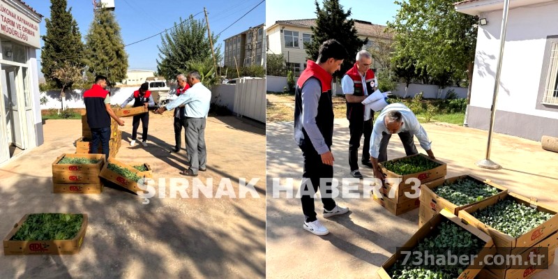 Şırnaklı Çiftçiye Fide Desteği: TAKE Projesi Umut Oldu