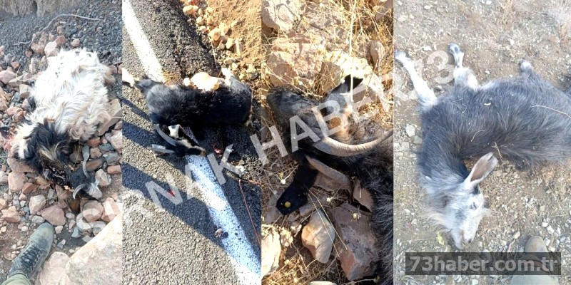 Şırnak ve Siirt arasındaki bölgede kurtlar dehşet saçtı: Bir sürü telef oldu!