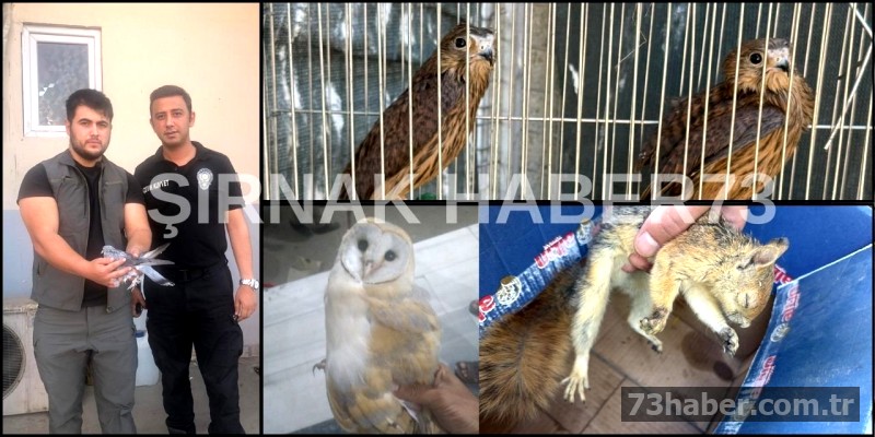 Şırnak'ta yaralı yaban hayvanlarına şefkat eli