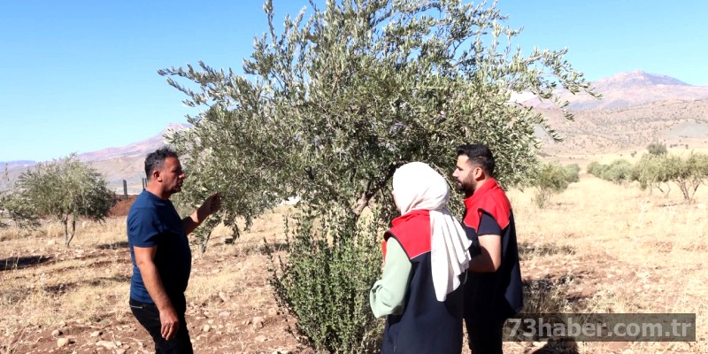 Şırnak'tan Zeytin Hasadı Müjdesi: İlk Veriler Umut Veriyor