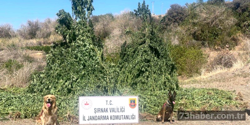 Şırnak'ta Rekor Uyuşturucu Operasyonu: Piyasa Değeri Milyarları Bulan Madde Ele Geçirildi!