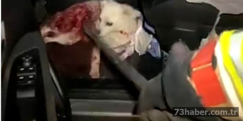 Cizre'de Evcil Hayvanlara Yönelik Saldırı Olayı! İlgili Birimler Olay Yerinde.