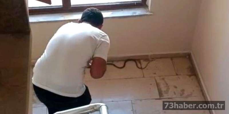 Şırnak Sakinleri Bina Üzerinde Görülen Yılanla Tedirgin Oldu!
