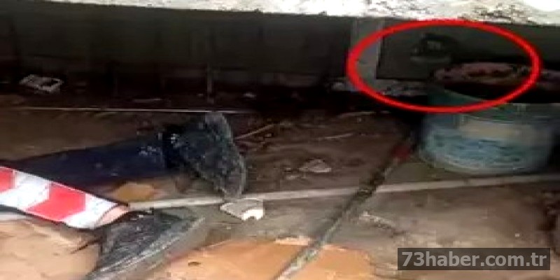 Cizre'de Anne Kedinin Yavru Bekleyişi Duygulandırdı