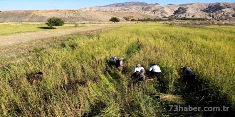 Şırnak'ta Susam Hasadı Bereketli: 300 Ton Bekleniyor