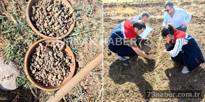 Şırnak'ta Altın Değerinde Bitki Ekimi Başladı
