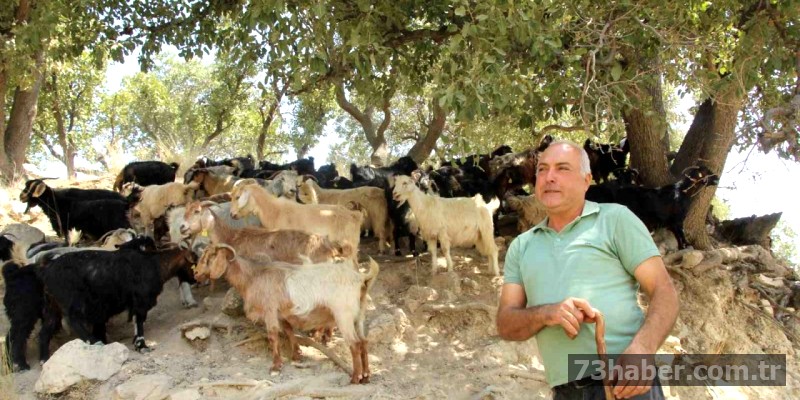 Şırnak'ta Azim Hikayesi: 45 Keçiyle Sürü Kurdu