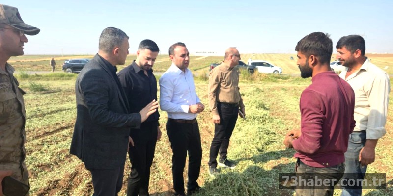 Silopi'de Fıstık Hasadı Başladı: Kaymakam Üreticileri Yalnız Bırakmadı