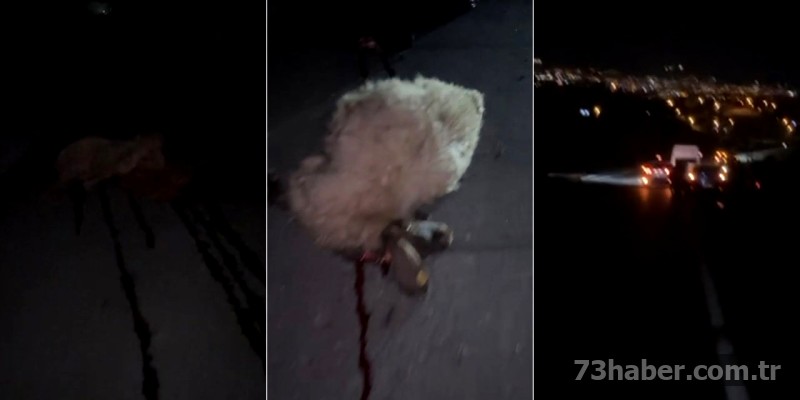 Şırnak'ta Yürek Yakan Kaza: Otomobil Koyun Sürüsüne Çarptı, Büyük Kayıp Yaşandı