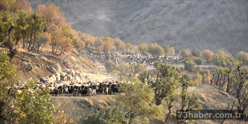 Vanlı Göçerlerin Şırnak'a Ulaşma Çabası: 40 Gün Boyunca Süren Zorlu Göç