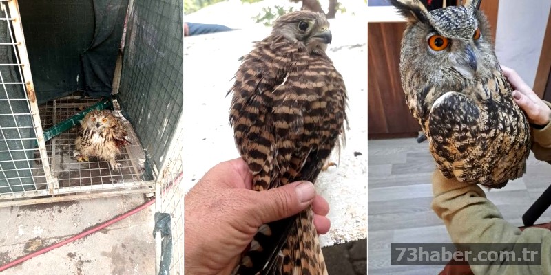 Şırnak'ta Yaralı Kuşlara Şefkat Eli