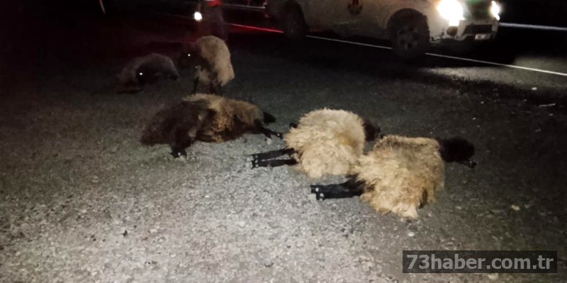 Şırnak'ta Trafik Faciası: Otomobilin Koyun Sürüsüne Çarpması Sonucu Can Kaybı Yaşandı!